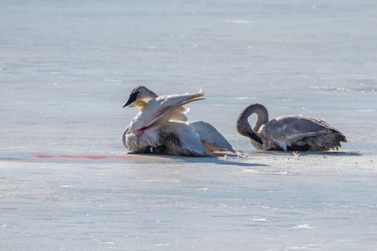 Swans stuck on ice 1