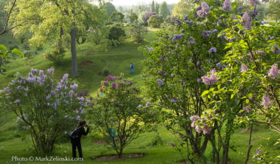 RBG garden - lilacs