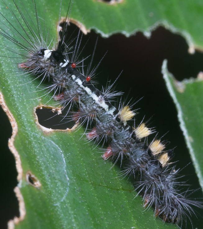 gypsy-moth-caterpillar